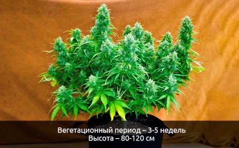 Kompaktnye-razmery-kustov__vHRm8oEAJYgLWioi.jpg
